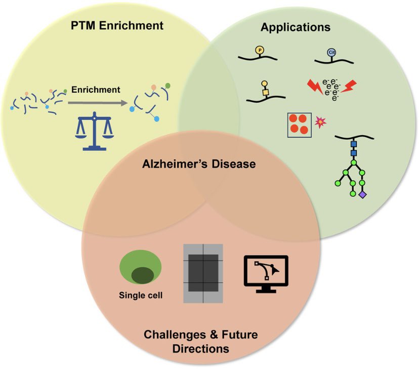 LiResearch's tweet image. Excited to share our latest review on @molcellprot, highlighting recent and emerging MS advancements for investigating post-translational modifications in Alzheimer’s disease 🥳🥳 Congrats to @Feixuan_Wu, Wilson, and @Happysmilexyz68 🎉🎉
Link: doi.org/10.1016/j.mcpr…