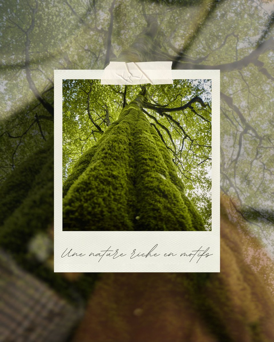 À vos objectifs! 🌿 Le #ConcoursPhotoGreenpeace est lancé!
Thème : Une nature riche en motifs
Vous avez jusqu’au 7 août pour participer 🍁

Cliquer-ici: act.gp/3Tn2h9D