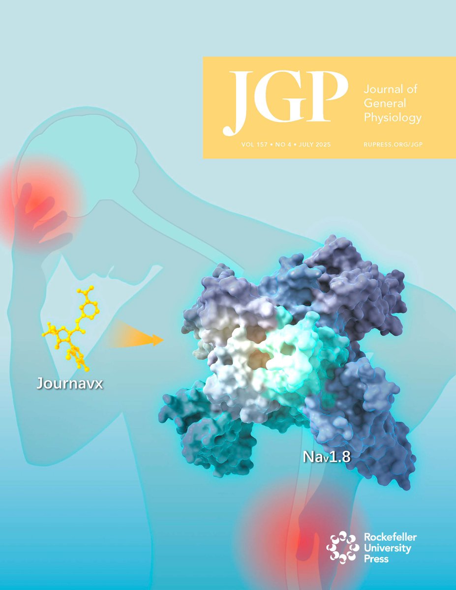 Rockefeller U. Press (@rockupress) on Twitter photo .<a href="/JGenPhysiol/">Journal of General Physiology</a>'s July issue is here! hubs.la/Q03vJbzN0
The cover image highlights the voltage-gated sodium channel NaV1.8 and its targeted drug Journavx, illustrating their role in pain perception and therapeutic intervention. From Wood et al. hubs.la/Q03vJdDp0 .<a href="/JGenPhysiol/">Journal of General Physiology</a>'s July issue is here! hubs.la/Q03vJbzN0
The cover image highlights the voltage-gated sodium channel NaV1.8 and its targeted drug Journavx, illustrating their role in pain perception and therapeutic intervention. From Wood et al. hubs.la/Q03vJdDp0