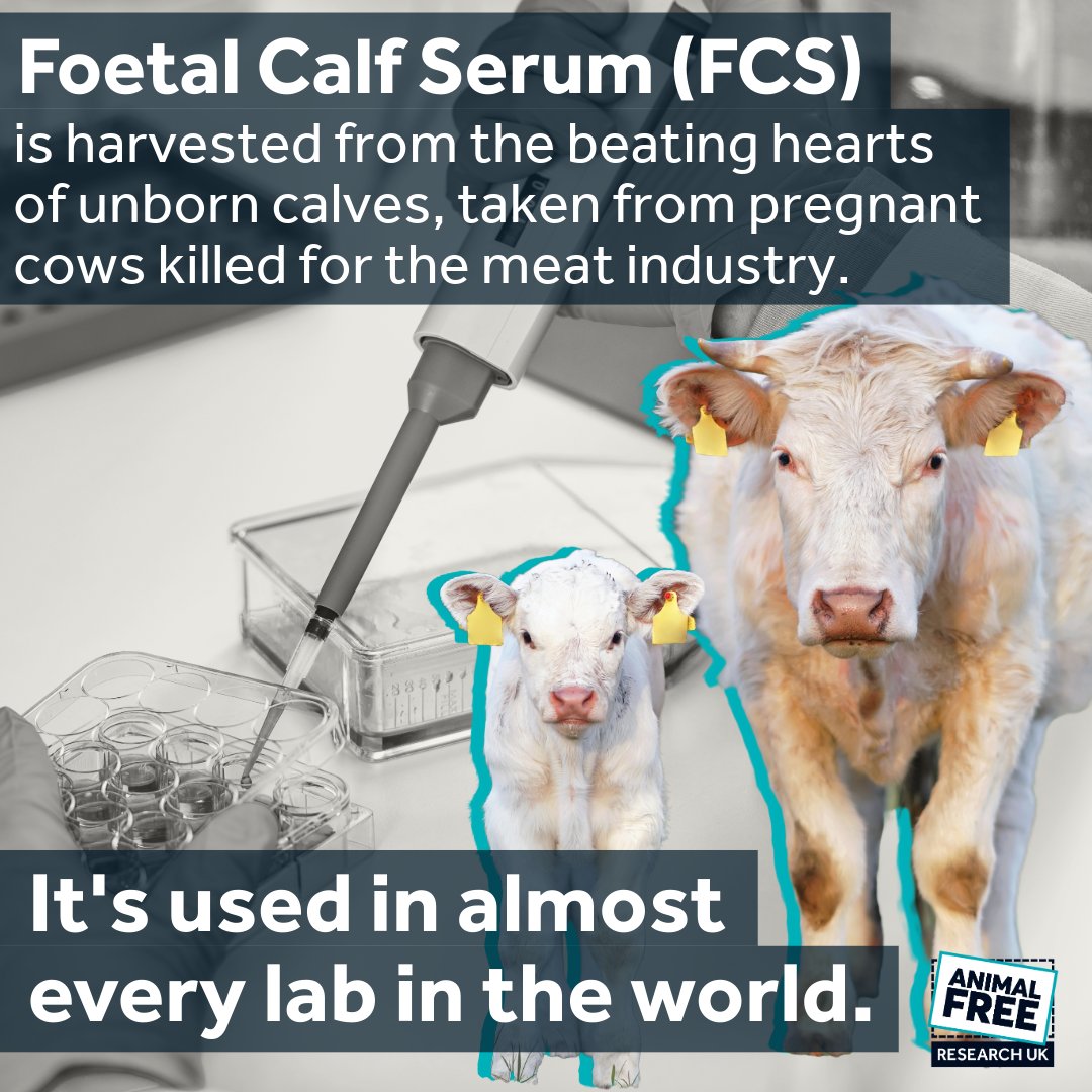 AFR_UK's tweet image. Did you know that almost every lab in the world uses foetal calf serum to grow human cells?
The good news is that ethical alternatives are now available & are becoming more widely used.
❤️🩹 Please donate to help us fund alternatives to FCS - animalfreeresearchuk.org/donate