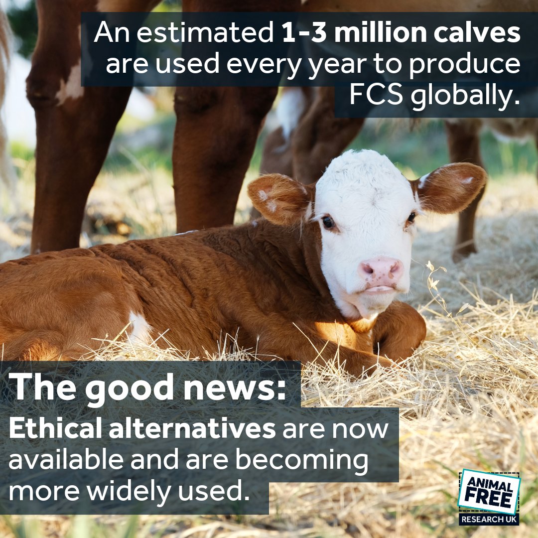 AFR_UK's tweet image. Did you know that almost every lab in the world uses foetal calf serum to grow human cells?
The good news is that ethical alternatives are now available & are becoming more widely used.
❤️🩹 Please donate to help us fund alternatives to FCS - animalfreeresearchuk.org/donate