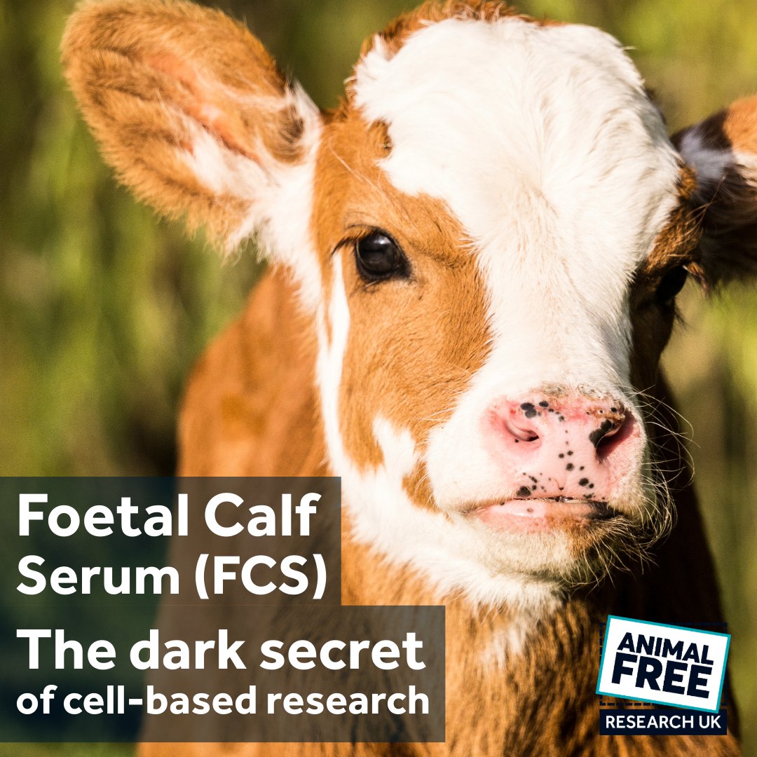 AFR_UK's tweet image. Did you know that almost every lab in the world uses foetal calf serum to grow human cells?
The good news is that ethical alternatives are now available & are becoming more widely used.
❤️🩹 Please donate to help us fund alternatives to FCS - animalfreeresearchuk.org/donate