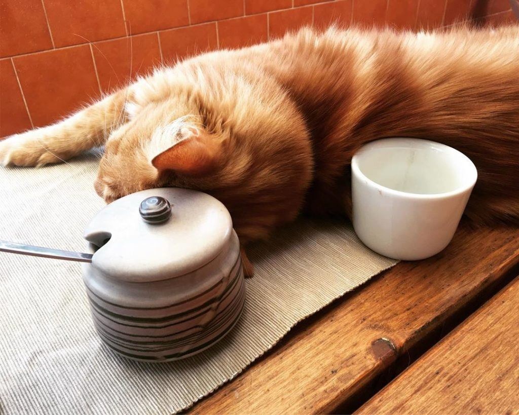 cafexperiment's tweet image. Piperita, caffè felino
ph @bastet w/ @coinquilinifelini

#piperita #coinquilinifelini #inlovingmemory