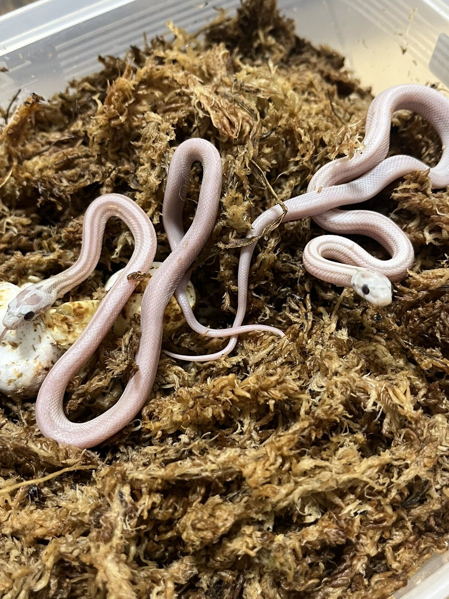 お気に入りのベビー達も顔を出してくれました😄
 #コーンスネーク #フトアゴ #爬虫類好き #Port