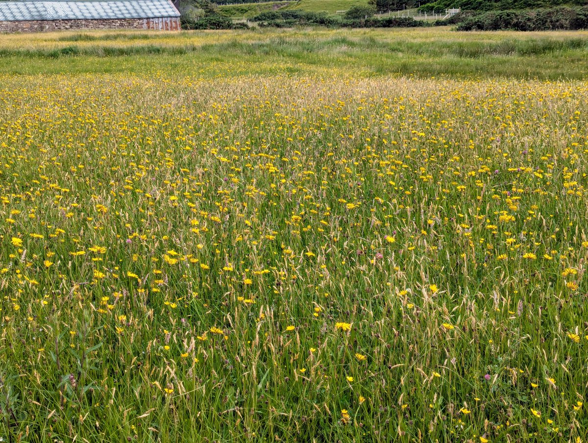 RedRiverCroft's tweet image. Thousands of mini suns strain to find the big one. A trillion tiny eyebright stars. Our meadows are awash with life & growing fast. The yellowness is threaded with pinks/purples- clover, knapweed, vetch, ragged robin shooting skywards. With every step insects flit & hum. The joy!
