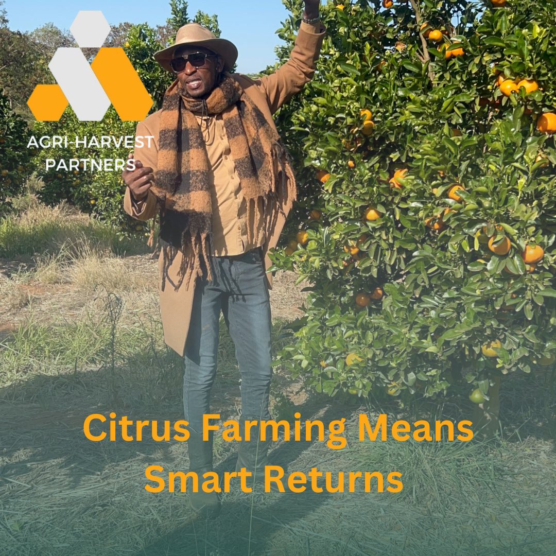 AgriHarvest_zw's tweet photo. Citrus farming is more than refreshing, it’s reliable, scalable, and in high demand across Africa and the Middle East.

Here’s why our partners are leaning into citrus:
🍊 Commercial production starts in Year 3
📈 Yield increases every season up to Year 7
💵 Long lifespan: 25–30 years of harvest
🌍 High demand for oranges, lemons, and mandarins in export markets
💧 Grows exceptionally well in Zimbabwe’s Region 2 and 3 zones

With expert management, smart irrigation, and the right varieties, your orchard becomes a long-term income-generating asset.

#CitrusFarming #Agribusiness #SmartAgriculture #Export #AgriHarvest
