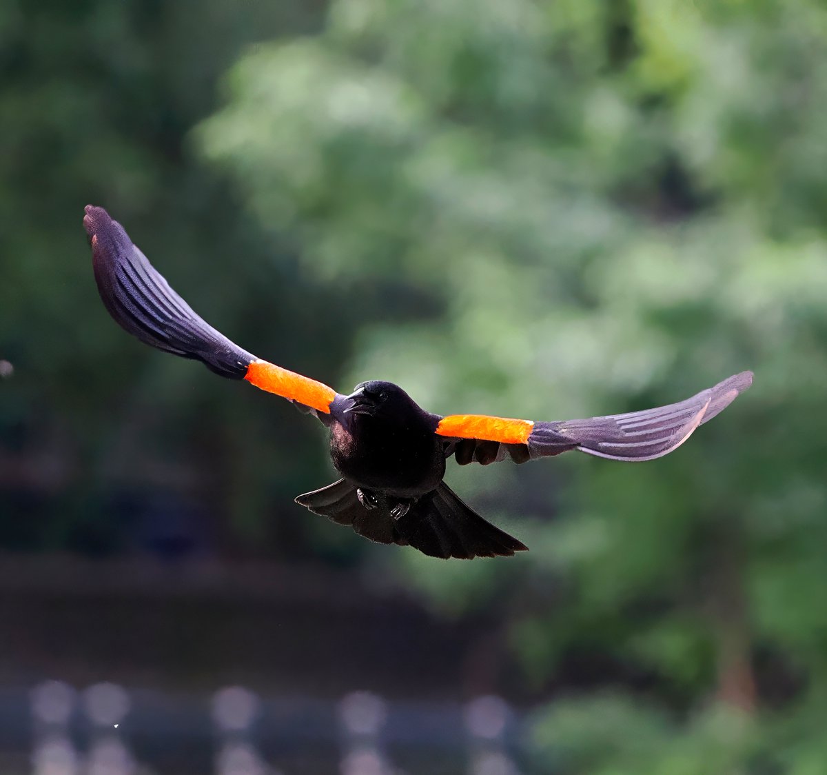 I often struggle to capture Red-winged Blackbirds, so I was thrilled when I got this shot when one was flying right at me. I think this was just before I ducked! 😂😂😂 #Blackbirds #CentralPark #birdcpp