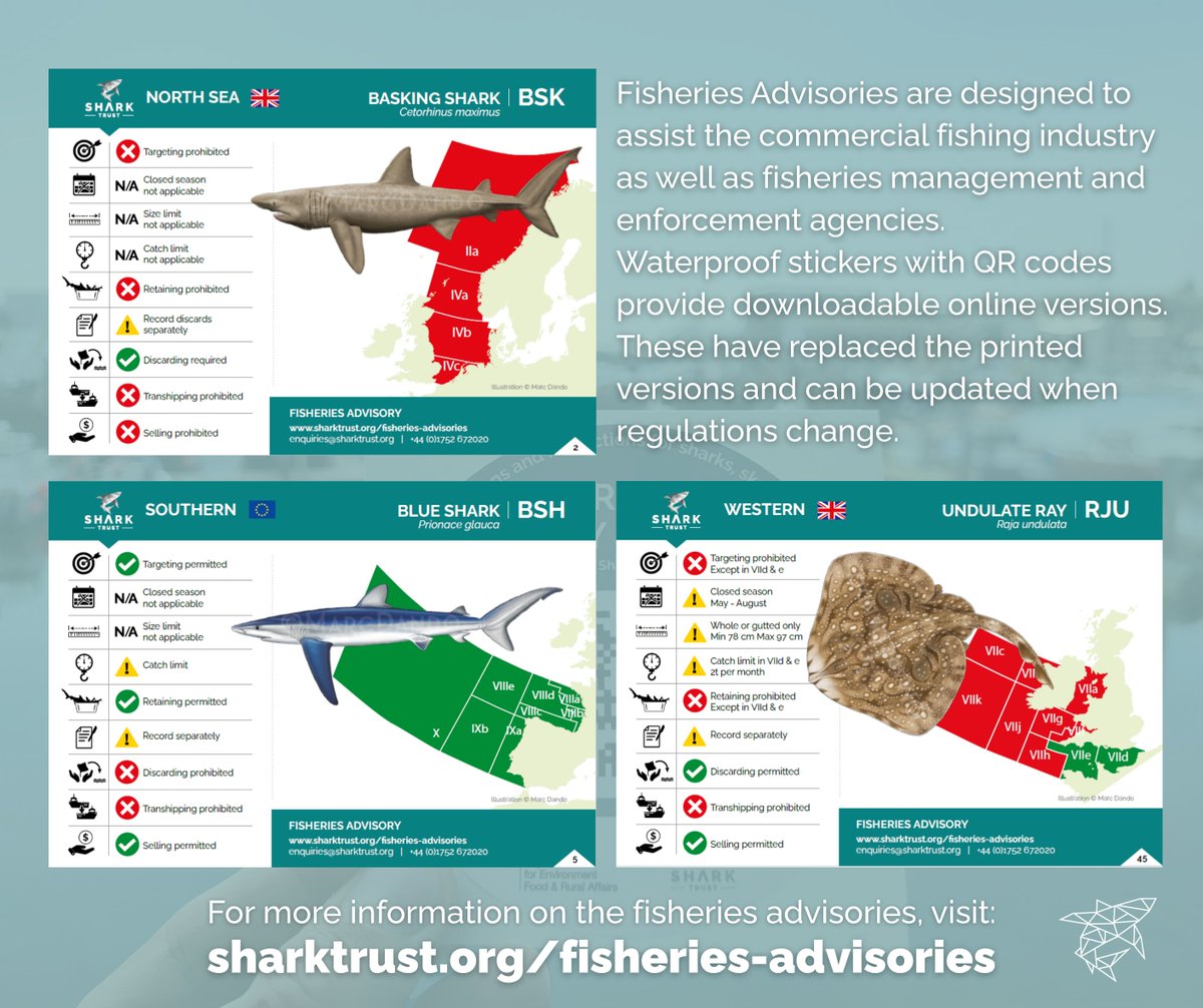 🦈 The Shark Trust’s 2025 Commercial Fisheries Advisories are out!
They offer quick access to current rules on sharks, skates &amp; rays in UK, EU &amp; international waters—supporting fishers, managers &amp; enforcement.
📲 Now available via QR code stickers.
🔗 bit.ly/SharkRayRegs