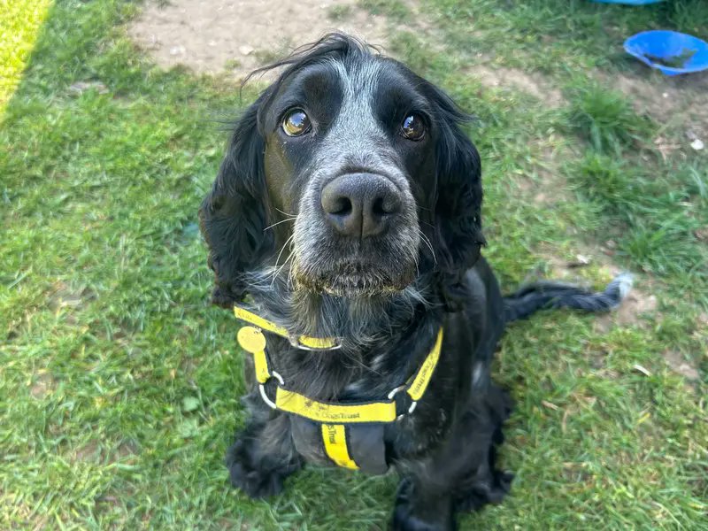 Stop scrolling and give Truffle's snoot a little boop 👉🐽

[Image description: A black and grey Cocker Spaniel sitting on the grass outside. She is looking up at the camera and wearing a yellow Dogs Trust collar and harness.]