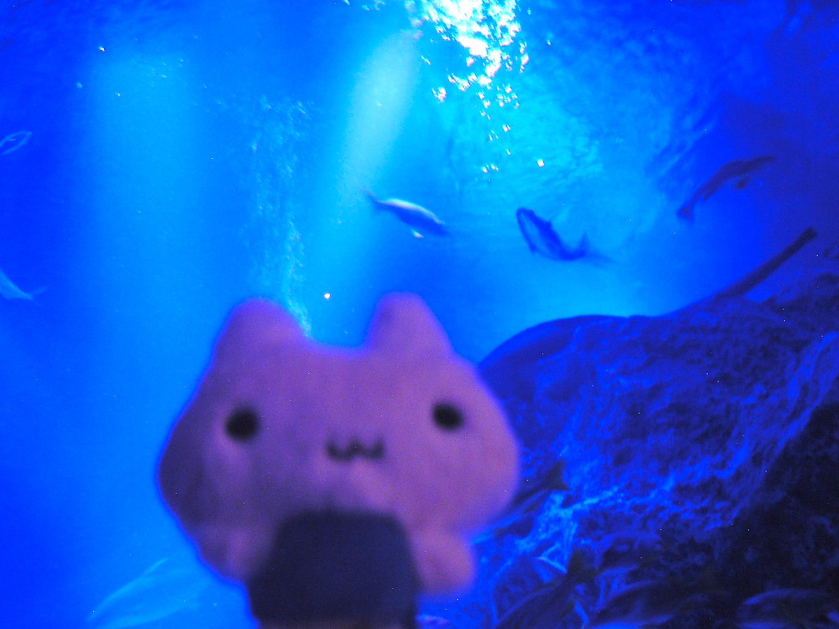 #やむねこちゃんと生活

初水族館･･････たのしかったね