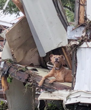 AnimalsFA22's tweet photo. Texas is underwater, over 80 lives lost. Homes destroyed, communities gone, amidst the heartbreak, animals are still being pulled from rooftops, mudbanks, and collapsed homes, injured and terrified.
Donate: https://t.co/pBeKjYV5Sd #AnimalsFirstAid #TexasFloods #AnimalLovers https://t.co/9hqyW60IgV