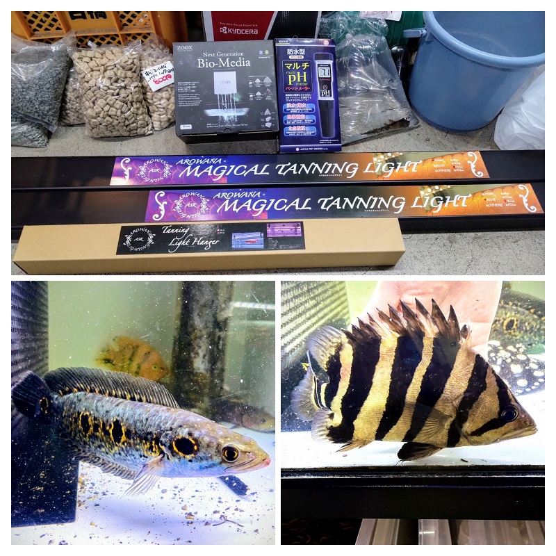 引き取り限定　ゴールデンアロワナ　目測50cm 令和7年7月7日・ゾロ目のスリーセブン！プレミアムラッキーDayの本日も