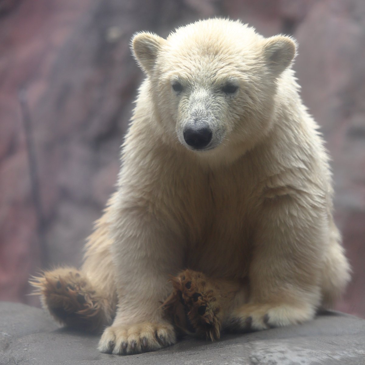 #八木山動物公園 #ホッキョクグマ の双子、どっちが々か判らず恐縮ですが、うみ・そらに会えました。既にポリタンク フルボッコやった。
#八木山動物公園フジサキの杜 #仙台