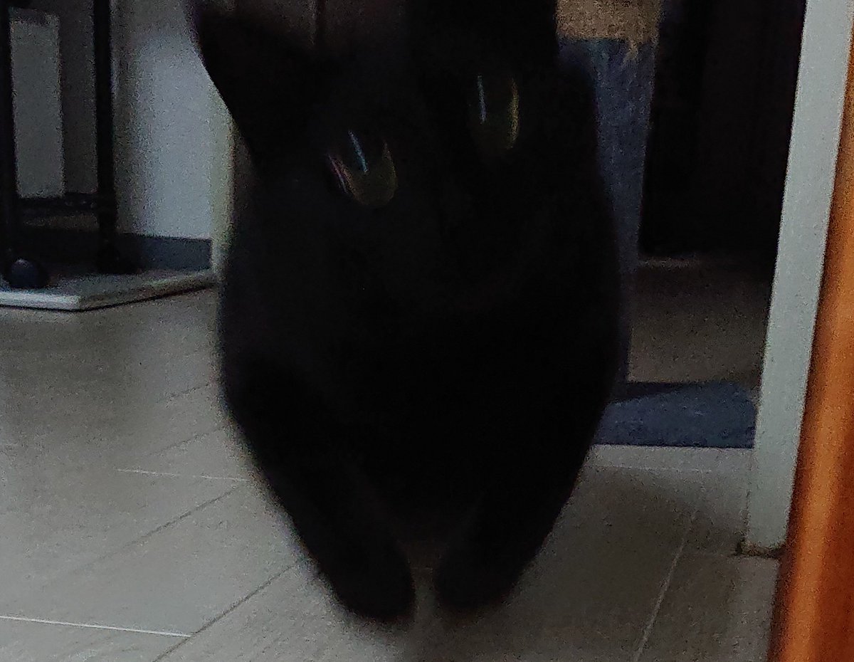 konbu0330's tweet image. 飼い主
「もう寝る時間よ～」
こんぶ
「うおぉおおぉおぉ」