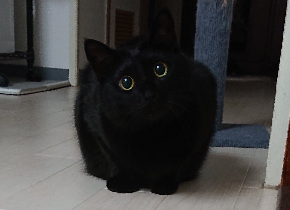 konbu0330's tweet image. 飼い主
「もう寝る時間よ～」
こんぶ
「うおぉおおぉおぉ」