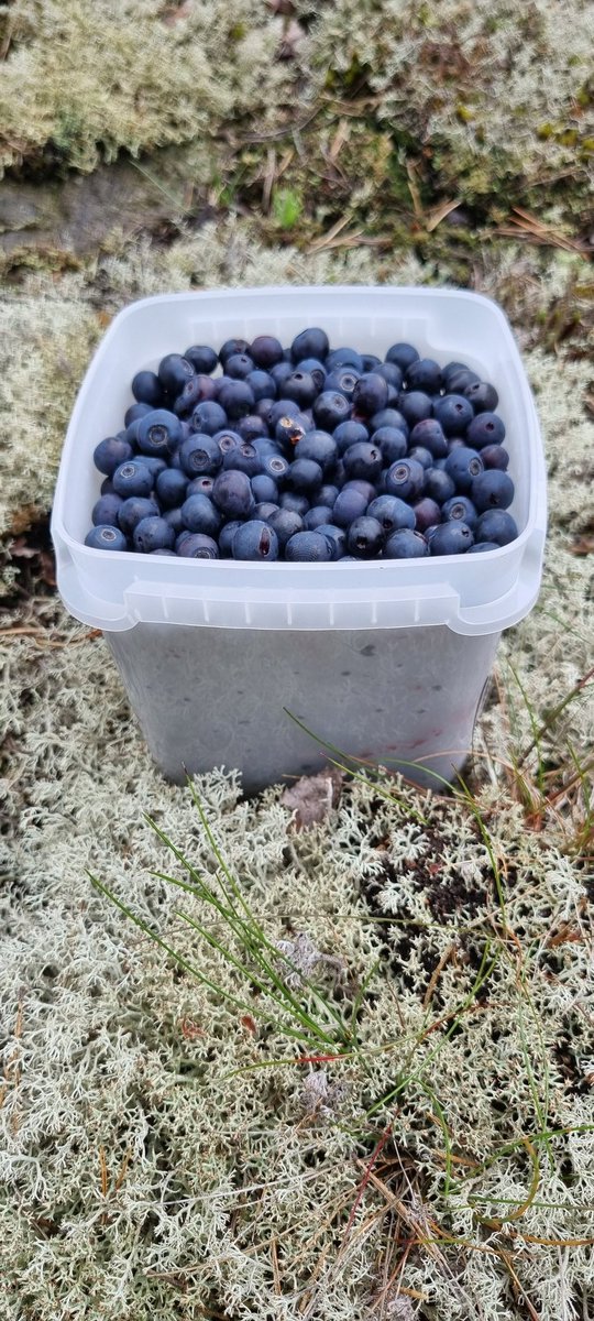 Kauden eka testikäynti mustikoiden perässä. Vajaa litra sormin poimittuna🤩
#mustikka #luonnonantimia #terveellistä