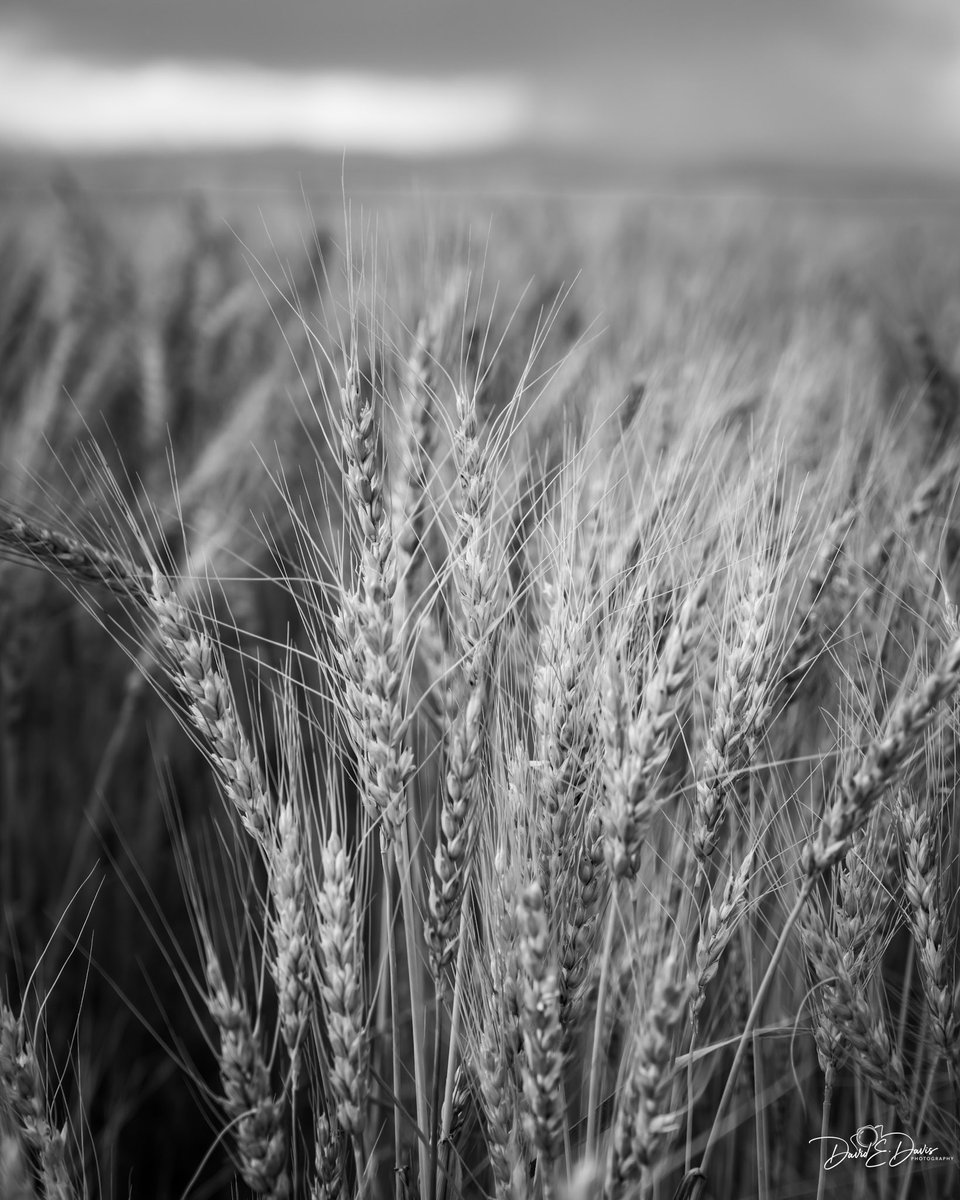 BigSkyCaptures's tweet image. Good morning and Happy Monochrome Monday everyone!☕️☀️🌾
Surprised I have more wheat to share? You might be getting tired of these wheat photos and some of you might even consider giving up bread! 😊
Have a great Monday!