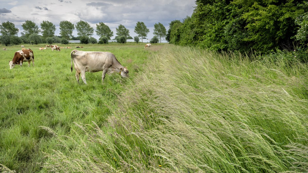 Uitbreiding beleidsregel grond voor graasdierhouderij. Agrarisch ondernemers kunnen nu kiezen uit 3 pakketten: grasland, kruidenrijk grasland en biologische landbouw.
Lees meer: brabant.nl/actueel/nieuws…