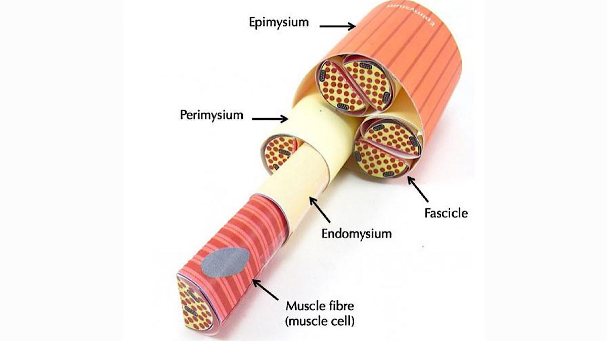 OrigamiCells's tweet image. We've been watching the Women's Euro's⚽! Wishing the Lionesses the best of luck 🏴 ! Our Skeletal Muscle paper model helps your students understand what goes on when a ball gets kicked! Learn more here: buff.ly/YWJjEdX
#peteachers #womenseuros #soccer #football