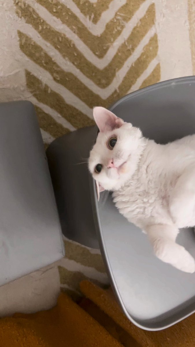 yol11492302's tweet image. Square table? More like Shaun's personal stage! 😼 This white Devon Rex floof demands your attention. 🐾 #CatLife #DevonRexCat #PetsOfTwitter