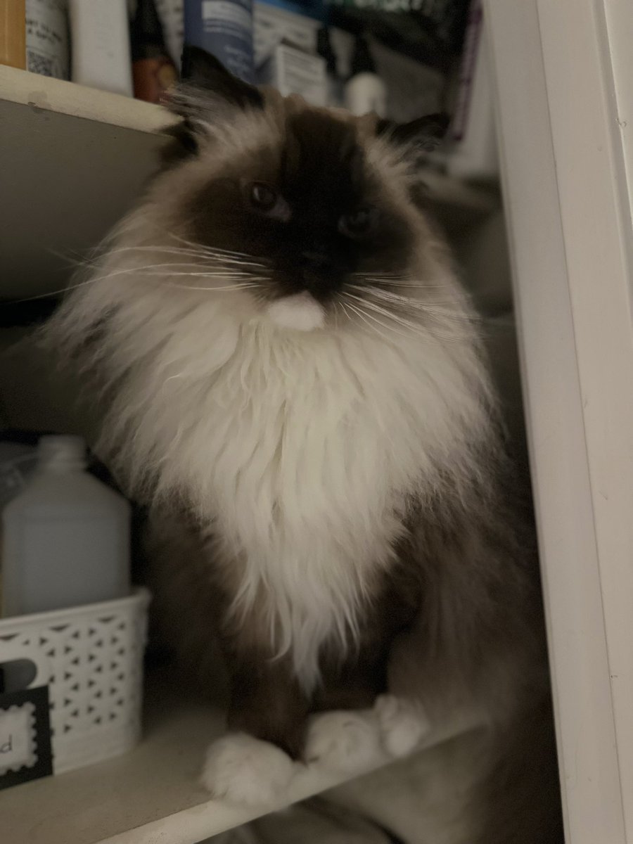 Finn supervising closet organization #CatsOfTwitter #ragdollcats