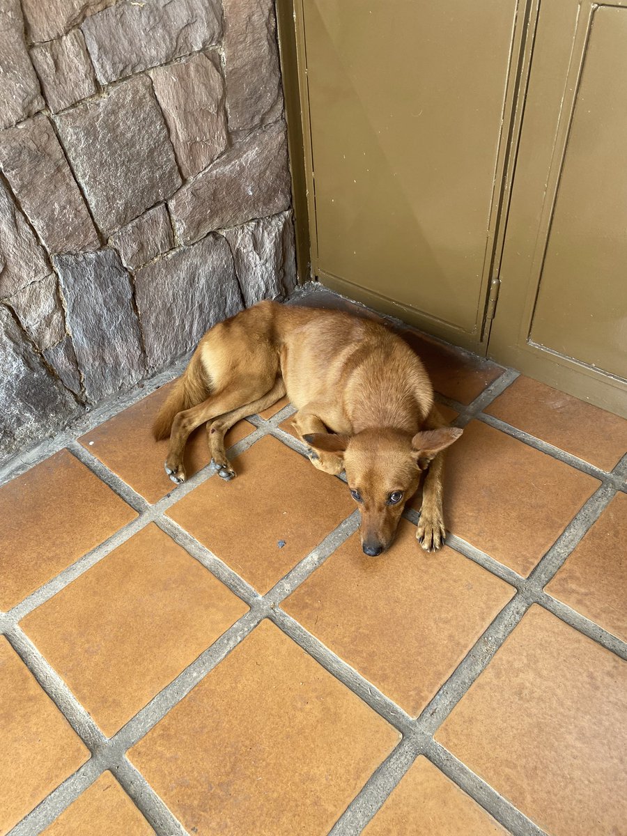 URGENTE

Se busca temporal para perrito, posiblemente perdido. Mediano-pequeño, muy cariñoso. Se acercó a donde yo estaba llorando, no tengo espacio para resguardarlo porque ya tengo varios animales pero puedo trasladarlo hoy mismo y lo entrego con comida y desparasitante

Ccs 📍