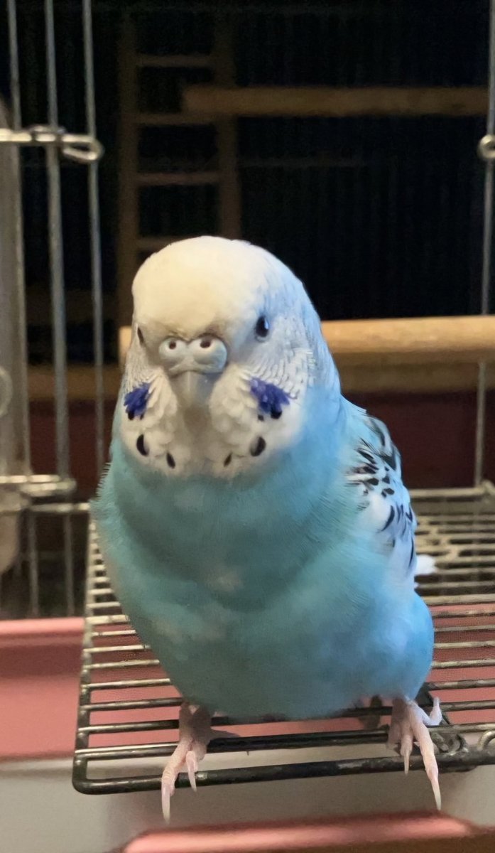 ◆インコ◆ サイモン玉城 on X: 