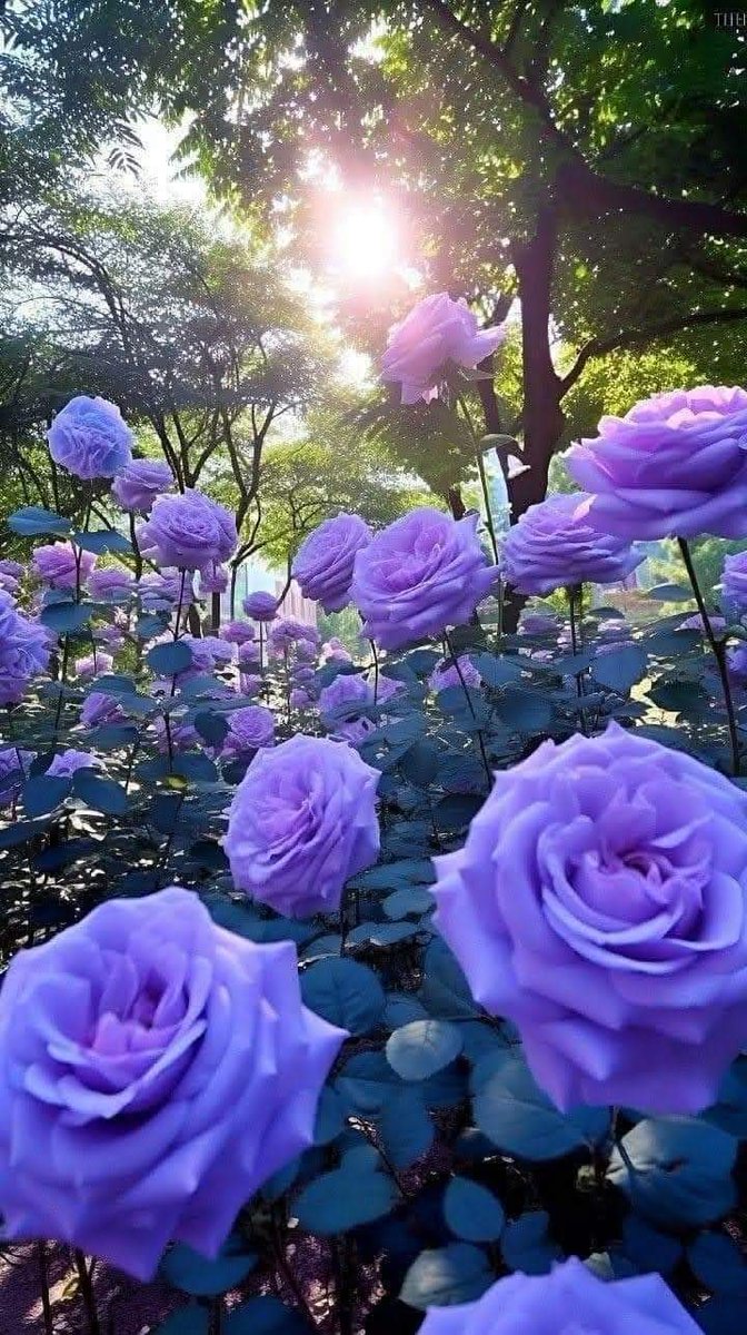 Amigos verdadeiros são como as rosas azuis, são raros.