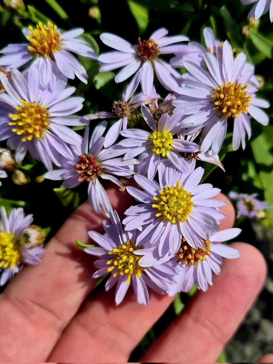 Cormac's Coast tweet media