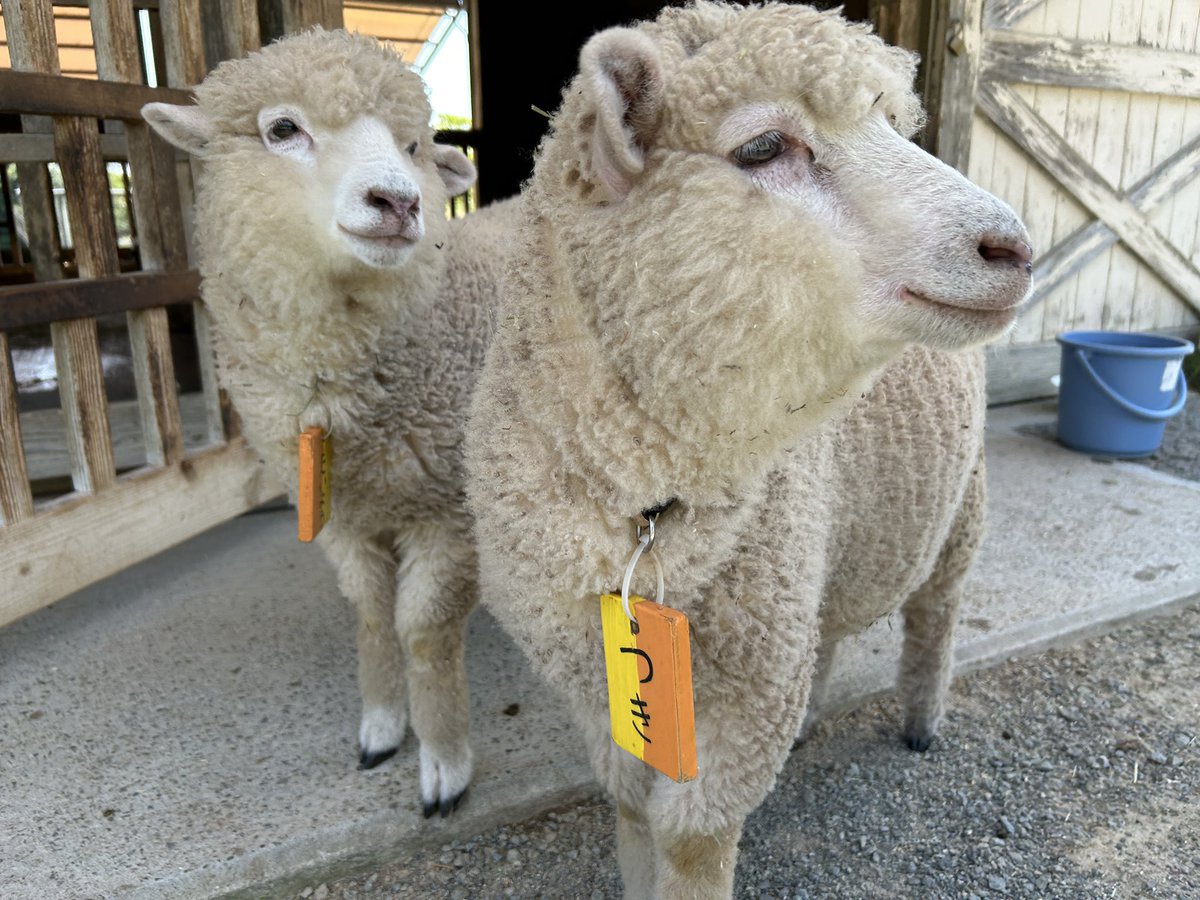 englandhill_zoo's tweet photo. 明日は休園日です⊂((・⊥・))⊃
おやすみなさい
#ひつじ #つき #たいよう https://t.co/1qrLojEmO6