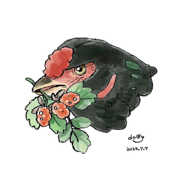ddddolly's tweet image. 黒いにわとり