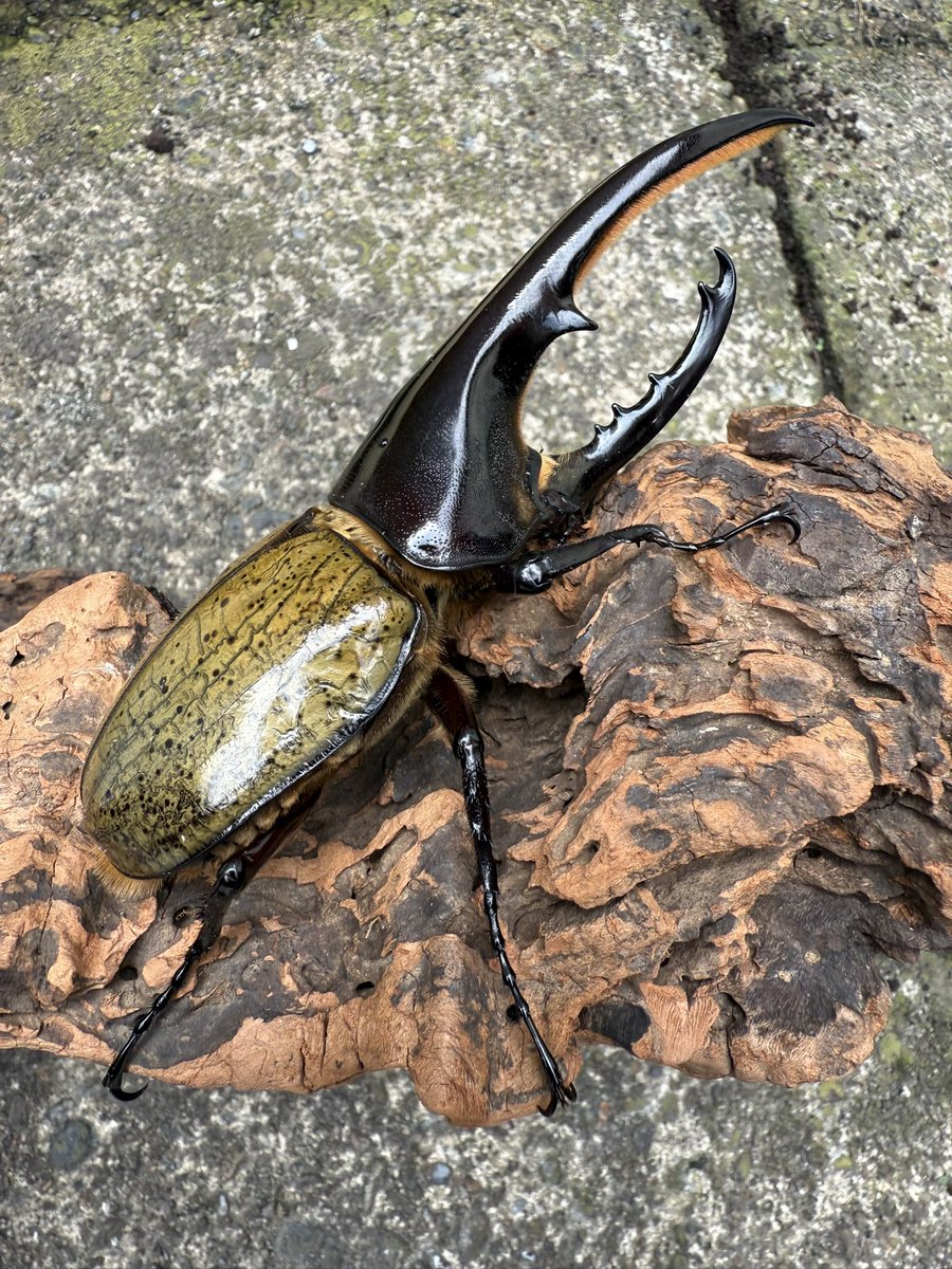 A賞　ご希望の方はこちらからお願いします！
ヘラクレスヘラクレス　ペア✨137mm62mm
♂7/3後食♀6/28後食
未使用　80サイズ着払いになります🙇