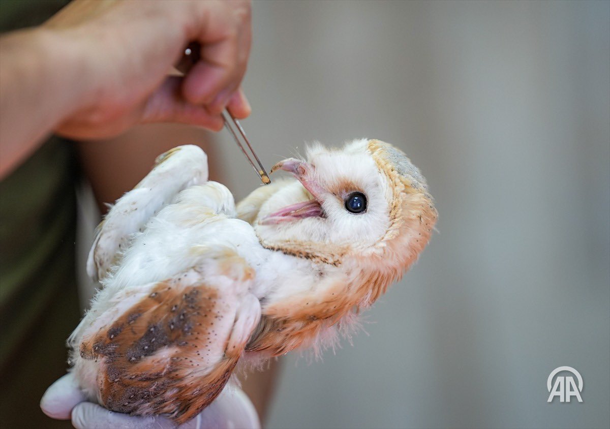 Diyarbakır’da sıcaklar yaban hayvanlarını da etkiliyor ☀️ <a href="/aunlupinar/">Aykut Ünlüpınar</a> <a href="/hhasanay/">Hasan Ay</a> <a href="/fotomotovol/">Volkan Furuncu</a> <a href="/OrhanTopal3/">Orhan Topal</a> <a href="/oozer_7/">Okan Özer</a> <a href="/SMAKaplan/">Sema Kaplan</a> <a href="/ipertopal/">İper Topal</a> <a href="/serapaaydin/">Serap Aydın</a>