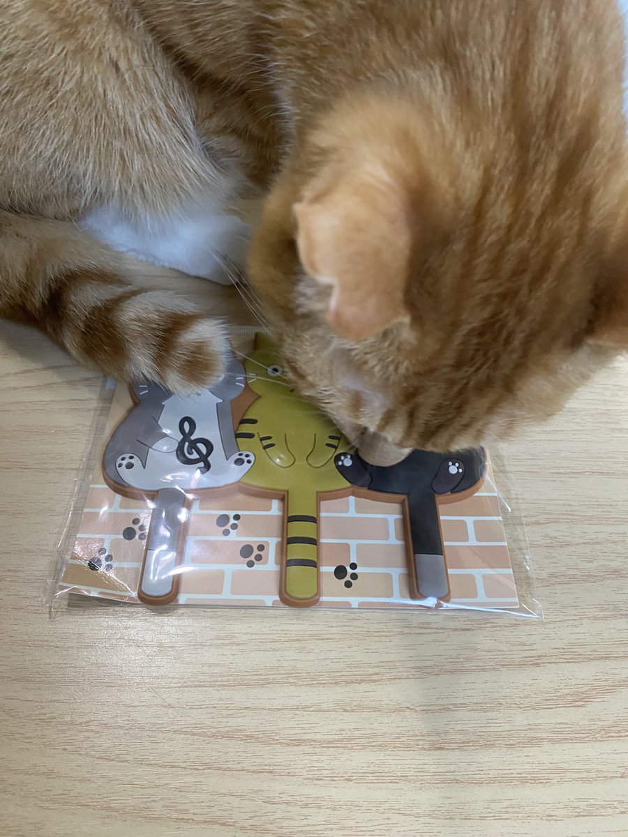 nekohige22's tweet image. 猫マグネット、
ありがとうございました🙇‍♀️