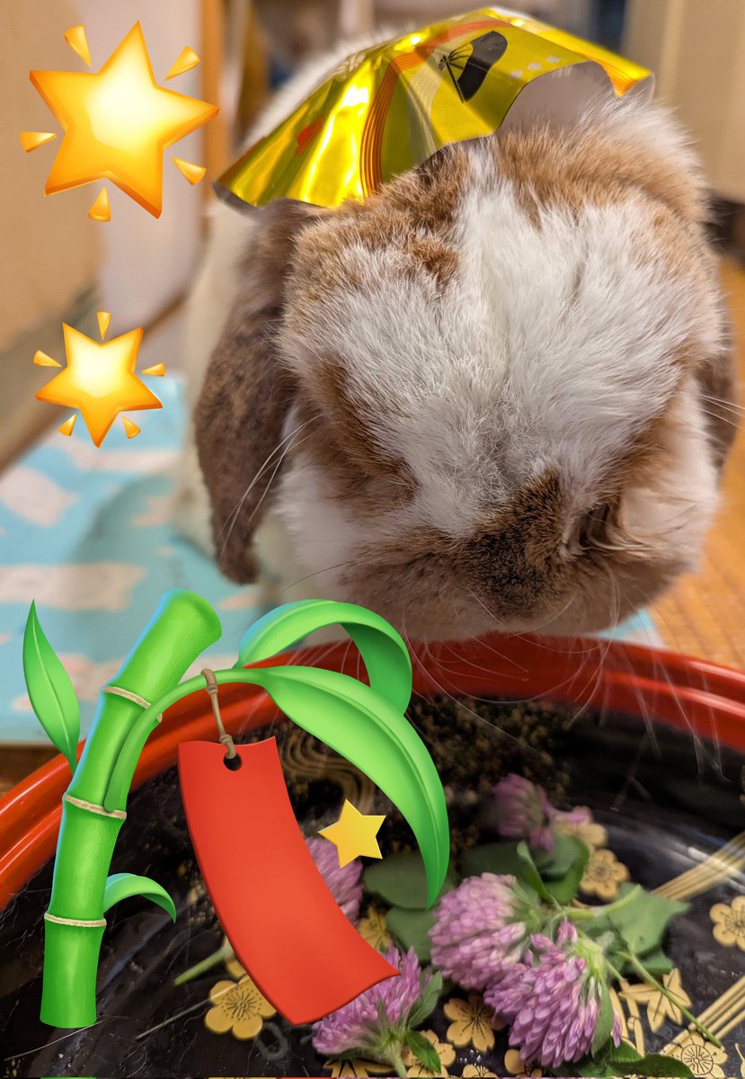 🐰オイラ〜の
織姫さま👸💍どこにいるの❓🎋