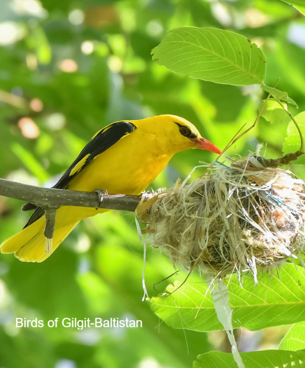 UNEP_Europe's tweet image. In Bishkek, clover leaves, lichens &amp;amp; migratory birds are sounding the alarm.

A new @UNEP-supported report identifies pollution &amp;amp; ecological stress—but also hope.

Nature-based solutions can make cities cooler and greener. We just have to listen.🐦

👉🔗 aqcaplatform.asia/investigate/34