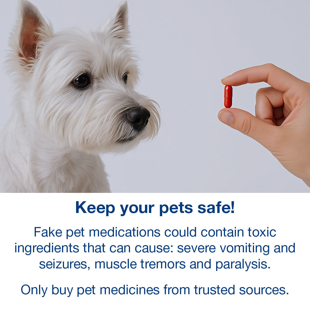 Pet owners beware! Counterfeit flea treatments are being sold online - and they could make your pet seriously ill.

✅ Always buy from trusted sources
⚠️ Look out for poor packaging, spelling errors, and strange smells

Find out more: bit.ly/FakeFleaTreatm…
