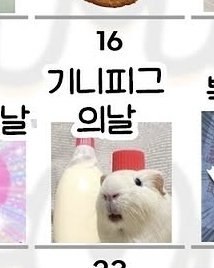 guinea_archive's tweet image. 기니피기의 날이 다가온다. #기니피그 #モルモット