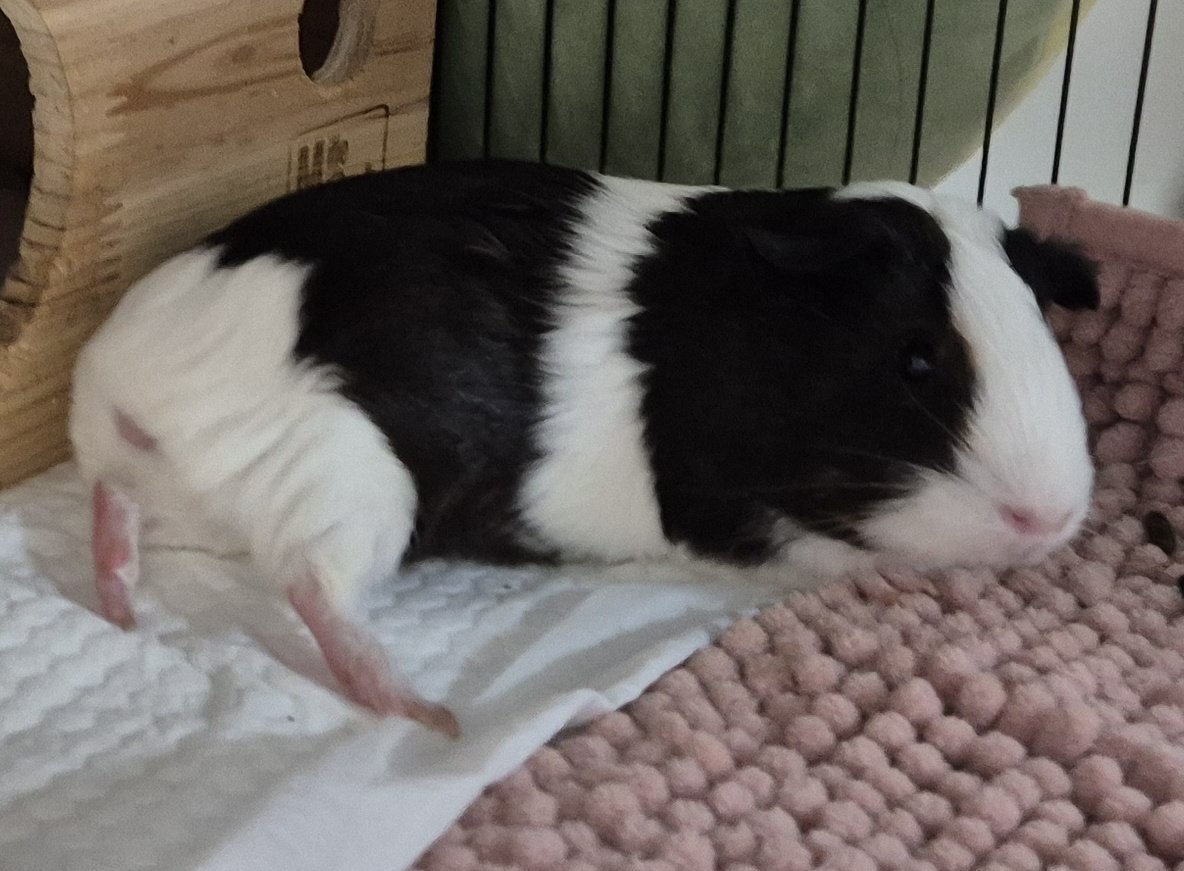 guinea_archive's tweet image. 기니피기의 날이 다가온다. #기니피그 #モルモット