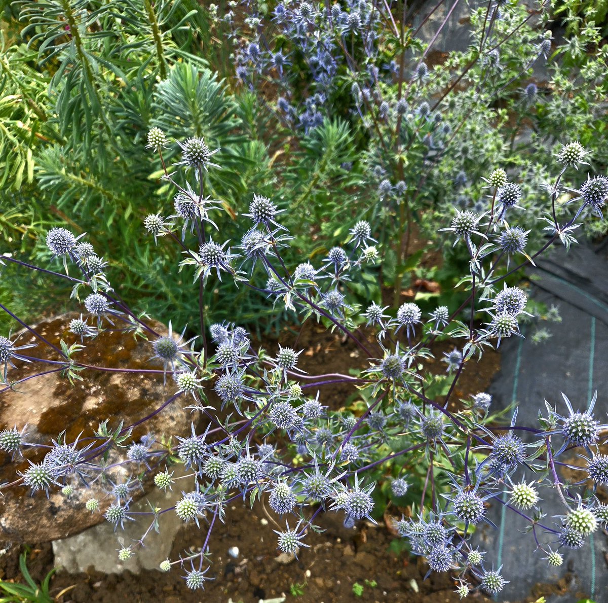 Rescue plant area, four large flower beds where many plants which require more time to flourish and develop stronger root system arrive here until Spring. Just a couple, Verbascum and Eryngiums..