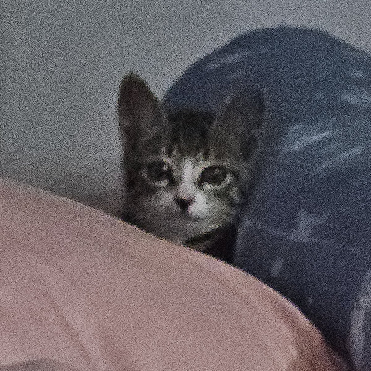 😻