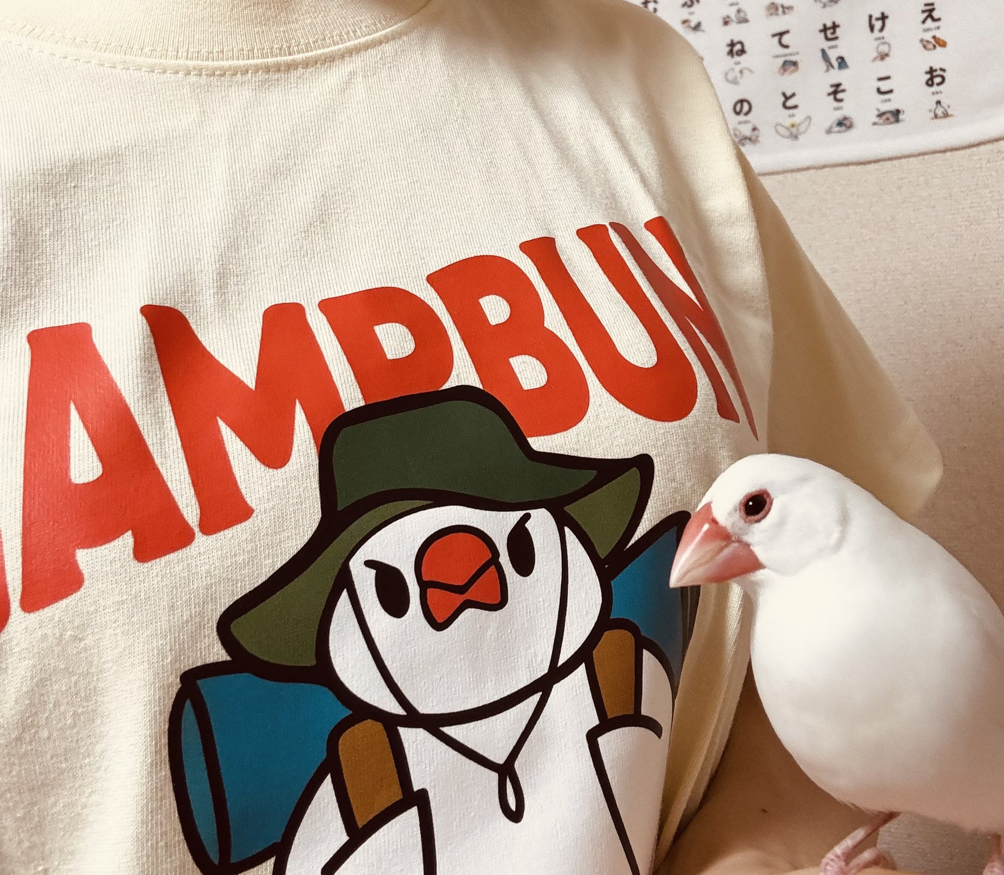 コトリアーケード@CAMPBUNとキャンプ！ (@kotoriarcade) / X