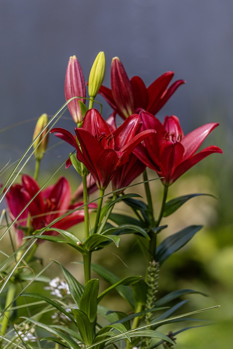 garden_aspire's tweet image. Happy #MagentaMonday
Magenta petals in full bloom, a joyful start to a new week and a fabulous week ahead 💐
#ThePhotoHour
#flowerphotography
#GardeningX