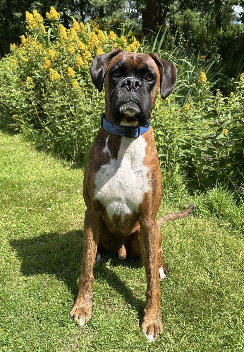 BecksBoxer's tweet image. Happy Monday - enjoying the sun while it lasts 馃悤馃彺鬆仹鬆仮鬆伋鬆仯鬆伌鬆伩