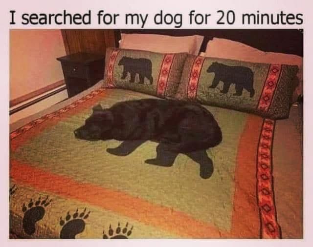 Puppieslover's tweet image. 😂