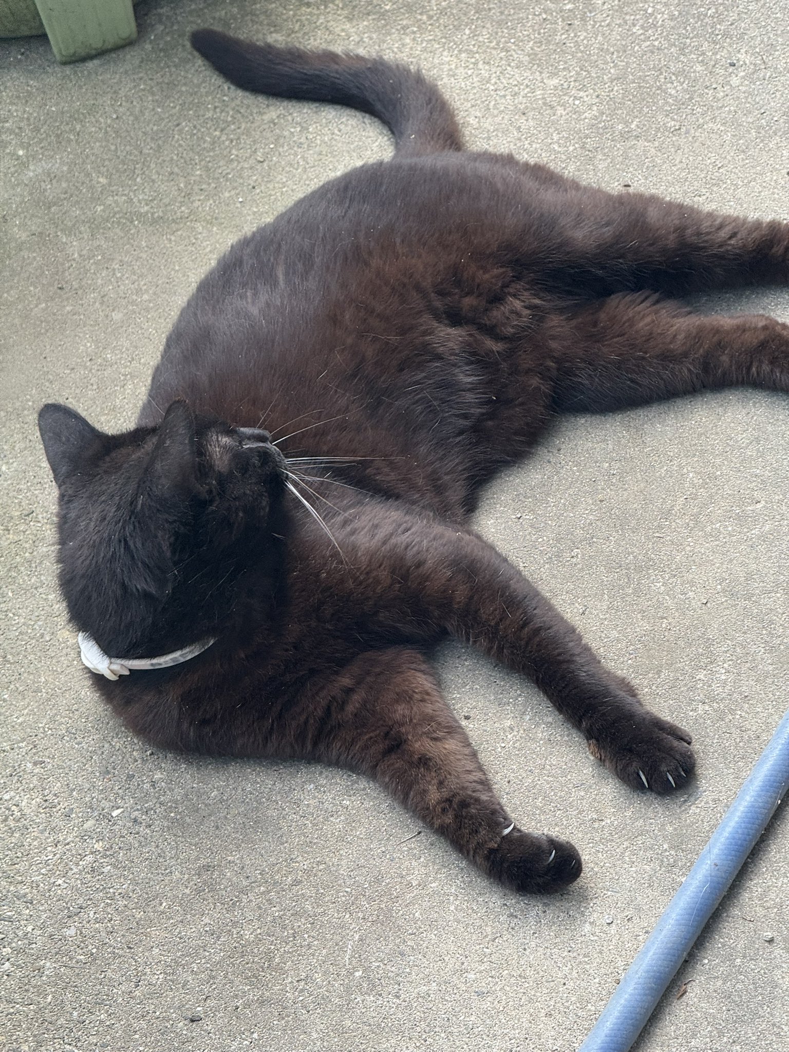 置物 猫 動物 かわいい 横座りサバトラ白猫 ネコ 高さ19.5cm