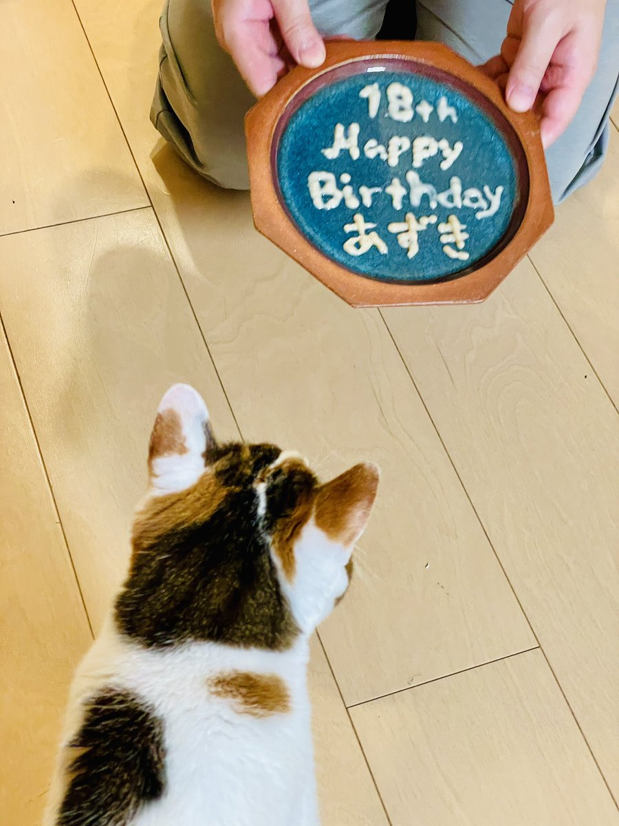 ichiroku_hiro's tweet photo. あずきさん18歳おめでとう！
今日もキミは可愛いちゃん

あずき : 三毛猫
2007年7月7日生まれ
甘えただけど、控えめのおくゆかしい性格。
ゴロンしながら撫でられるのが好き。
よくゴロゴロ言ってワシを寝かしつける。
空気清浄機の風が最近のお気に入り。
抱っこはちょっと嫌。 https://t.co/BdfhcXa3tm