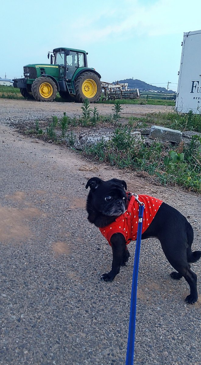 来年も家族みんなぼちぼち健康で過ごせますようにと書いていますように🎋🌌✨ 🐶🐾

このお願いをずっと繰り返しお願いたいものです(´-ω-)ｳﾑ

そして推しの方々がこれからも楽しく配信＆活動出来ますように(人 •͈ᴗ•͈)

#食う寝る遊ぶ #いぬのいる暮らし  #七夕