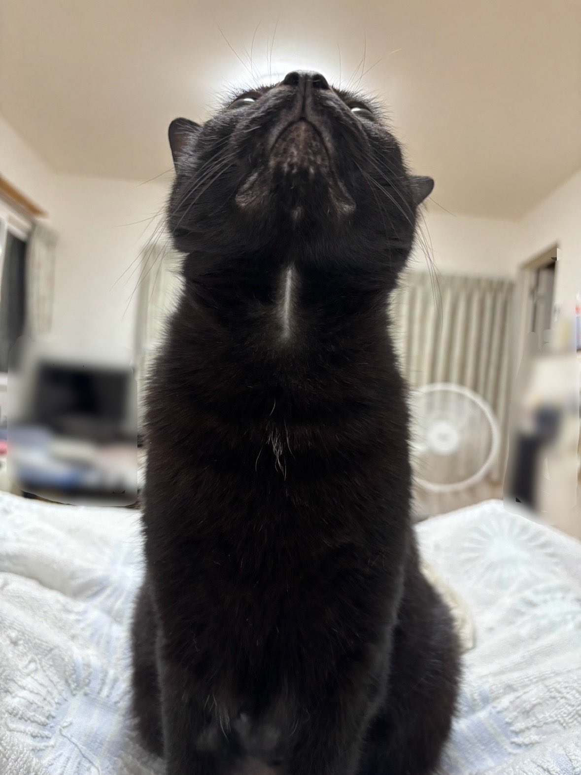 魅惑のカッパーアイ『うー」東京都 - 猫の里親募集(507636
