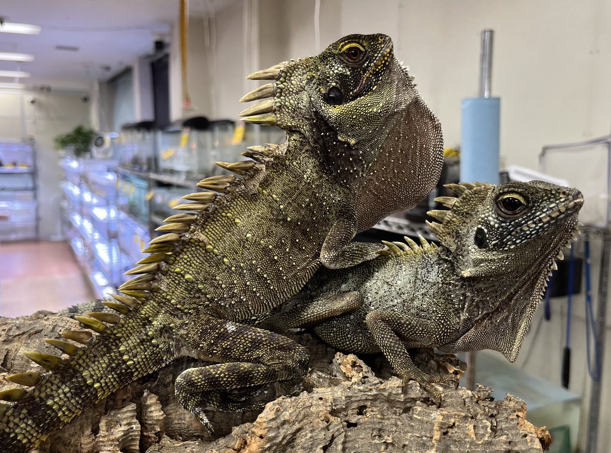 ディロフスモリドラゴン

ドラゴンのようなクレストがかっこいい‼️
熱帯雨林の樹上で生活しているので、通気性のいいケージでこまめな霧吹きが重要です♪
比較的立ち上げが難しいと言われている種類ですが、餌食い良好です‼️
迫力があり、且つレイアウトも楽しみたい方必見です✨

#ペポニ
【角間】